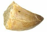 Fossil Mosasaur (Thalassotitan) Tooth - Morocco #374515-1